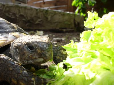 Schildkröte und Salat