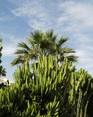 Palmen und Kakteen auf Gran Canaria