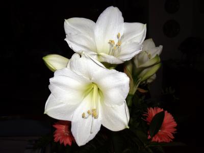 Amaryllis - Blüte