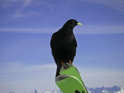 Beim Skifahren trifft man schräge Vögel....