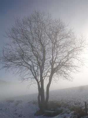 Baum im Nebel