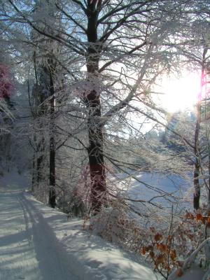 Verschneiter Waldweg