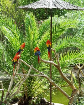 Papageien unterm Palmenschirm