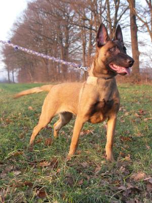 Malinois Alexa