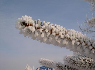 Winter mit Raureif