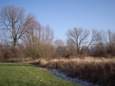 Rheinauen Urdenbacher Kämpe 3