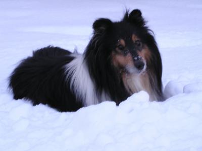 Snowdog Ben