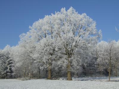 Winterreif im Odenwald, Serie 2