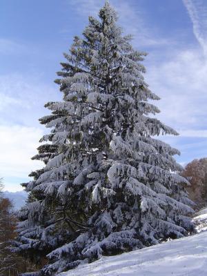 verschneiter Nadelbaum