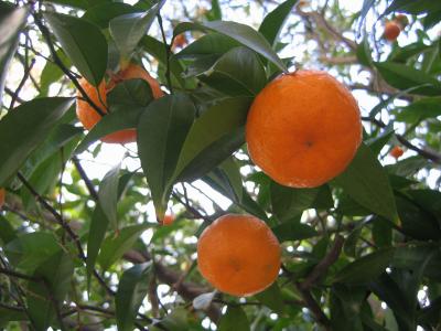 mein Obstgarten im Januar - Mandarinen