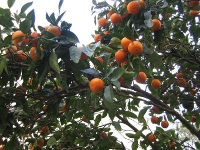 mein Obstgarten im Januar - Orangen