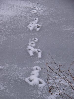 Spuren auf dem Eis