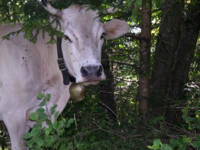 Kuh im Wald