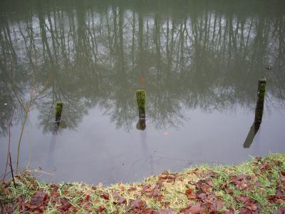 Spiegelung im Fischteich