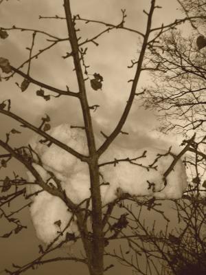 Baum in Sepia