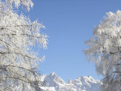 Verseiste Bäume