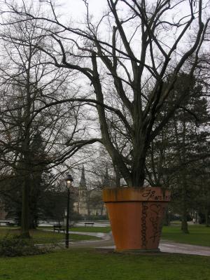 Baum im Blumentopf