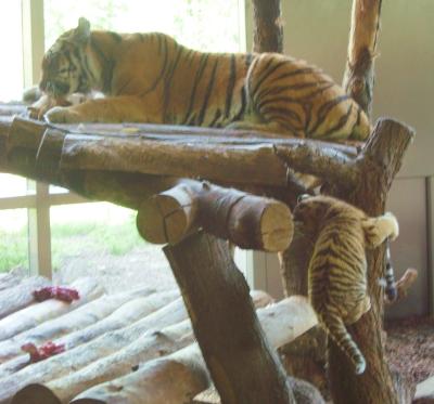 Tiger mit Baby