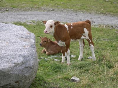 Kälber vor Stein