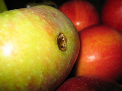 Apfel mit Behausung