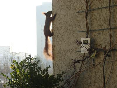 Eichhörnchen hat Hunger