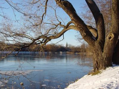 Baum und vereister Teich