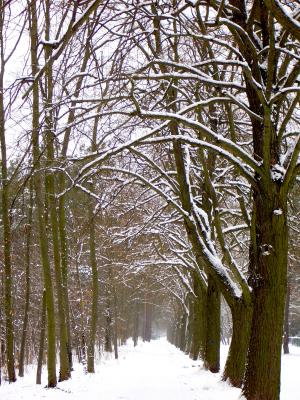 Allee der Bäume