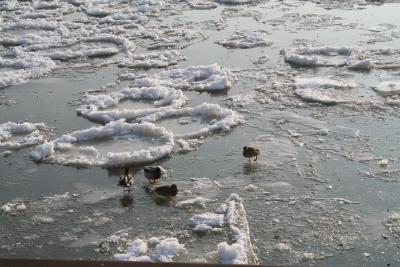 Enten auf dem Eis