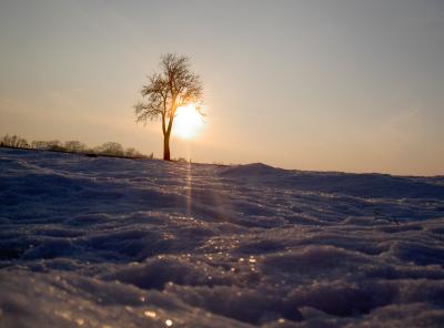 Die Sonne ... der Baum