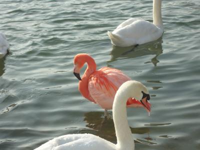 Flamingobesuch