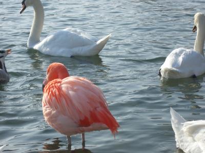 Flamingo im Winter 2006