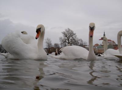 Wasser ist Leben