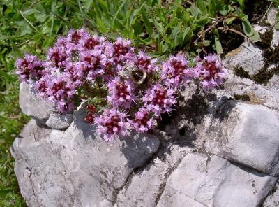 Postalm - Blumen