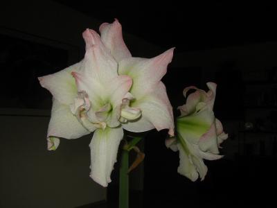 Amaryllis