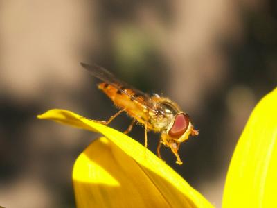 Pollenfliege