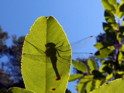 Shadows of a Dragonfly I