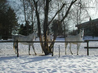 Drei weiße Pferde