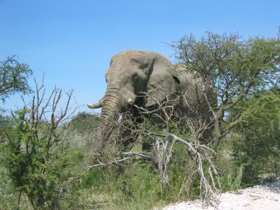 Elefant (afrikanisch)