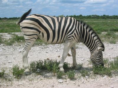 Zebra