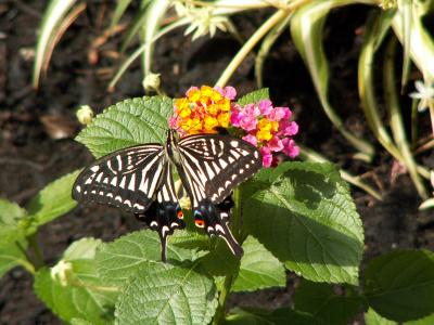 Tropischer Schmetterling II
