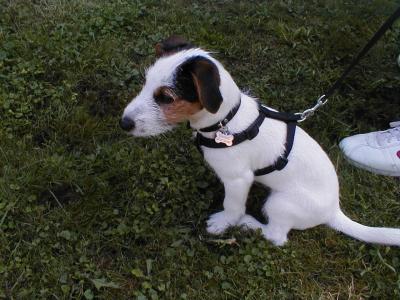 Parson Jack Russell Welpe