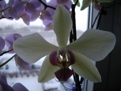 Orchidee 2