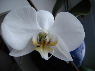 Orchidee 3