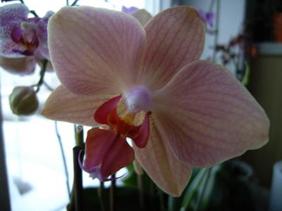 Orchidee 5