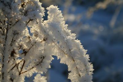 Zauberkünstler Frost