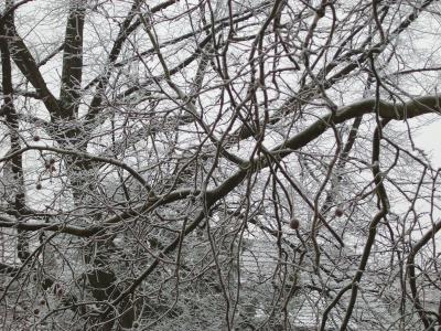 Frost am Baum