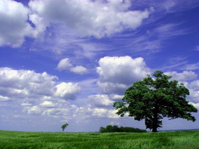 Grün und blau oder Bäume und Himmel