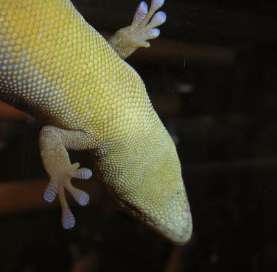 Haftlamellen eines Geckos