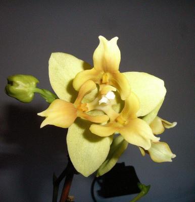 Orchidee 9