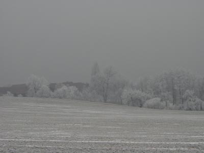 Bäume bei Frost
